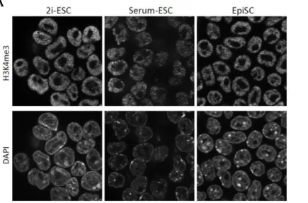Figure 42: H3K4me3 landscape in the different types of mouse pluripotent stem cells 