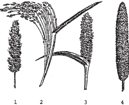 Figure 1. Diversité morphologique chez le mil au niveau de la panicule.  
