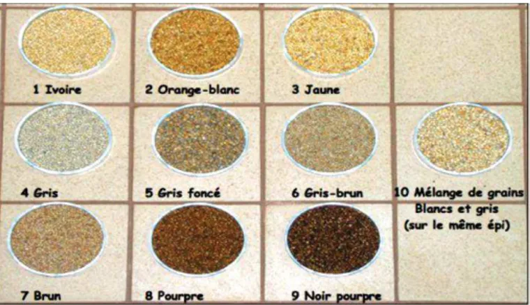 Figure 3. Variabilité des couleurs de grains de mil (Hamadou et al., 2017)  4.  Cycle végétatif  
