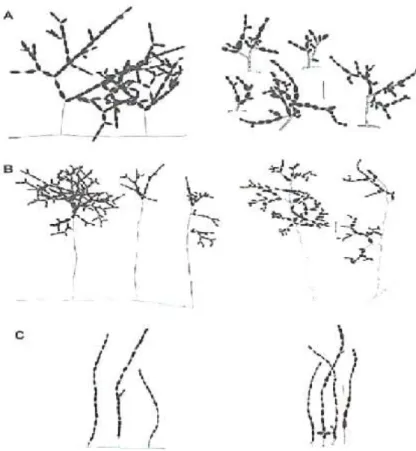 Figure 18. Agencement des conidies des Alteranaria spp.  (A) A.  alternata, (B) A. arborescens,  (C) A