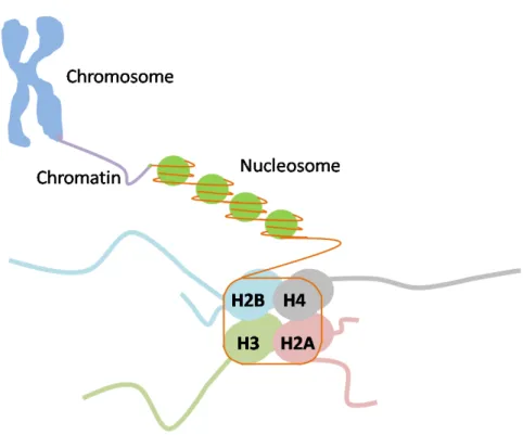 Figure I-1. Schematic representation of the organization and packaging of chromatin. 