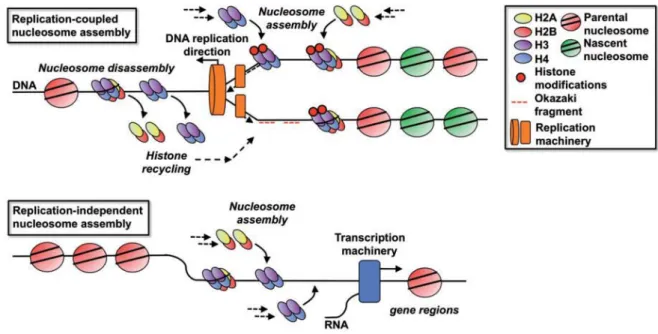 Figure I-2. General schematic of RCNA and RINA (adapted from (Dahlin et al. 2015)). 