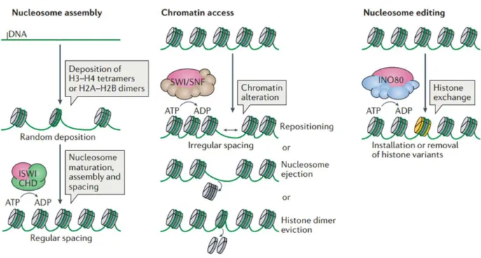 Figure  I-3.  Simplified  function  classification  of  chromatin  remodelers  (adapted  from  (Clapier et al
