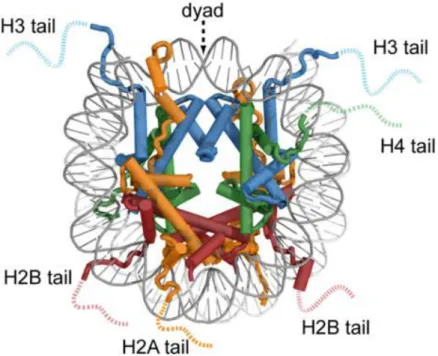Figure  I-4.  The  face  view  of  the  nucleosome  structure  (adapted  from  (Bowman  and  Poirier 2015))