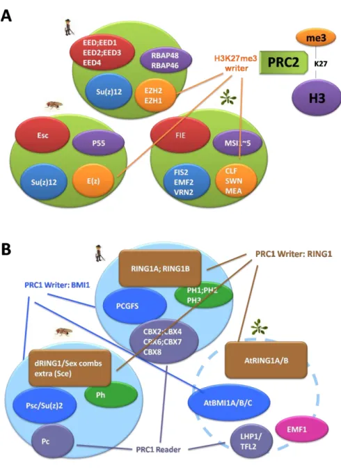Figure  I-5.  Conserved  components  of  PRC2  and  PRC1  in  fly,  vertebrate,  and  Arabidopsis