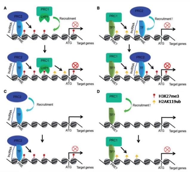 Figure I-7. The models of PRC1 and PRC2 recruitment mechanisms in Arabidopsis  (adapted from(Yang et al