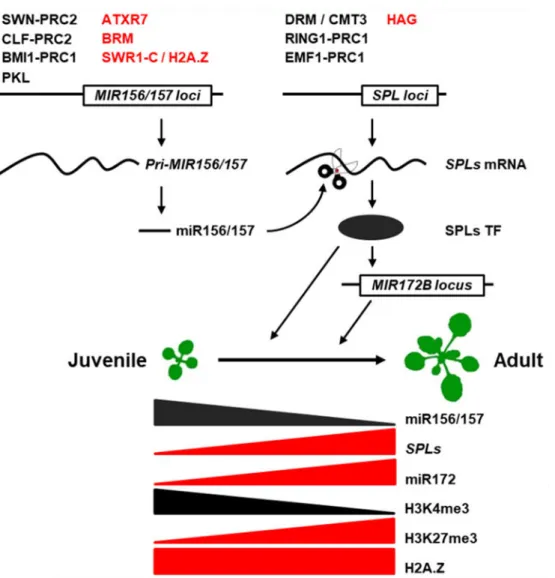 Figure  I-8.  Epigenetic  regulation  of  the  vegetative  transition  in  Arabidopsis  (adapted  from (Xu et al