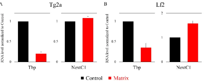 Figure 2.3. NextC1 is retained in nuclear matrix preps while Tbp is extracted in ES cells
