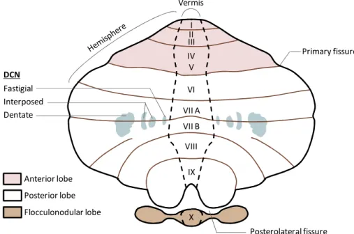 Figure I. Anatomy of the cerebellum. Schematic dorsal view of an unfolded human cerebellar cortex