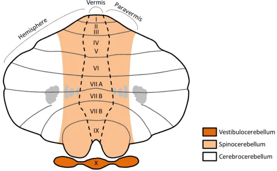 Figure II. Functional classification of cerebellar regions. The drawing depicts an equivalent representation of the cerebellum  as shown in Figure I
