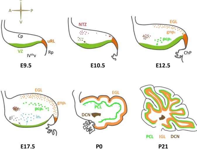 Figure VI. Sequential  phases of embryonic and post-natal cerebellar development. Sagittal section of the dorsal r1 at  progressive time-points during mouse development