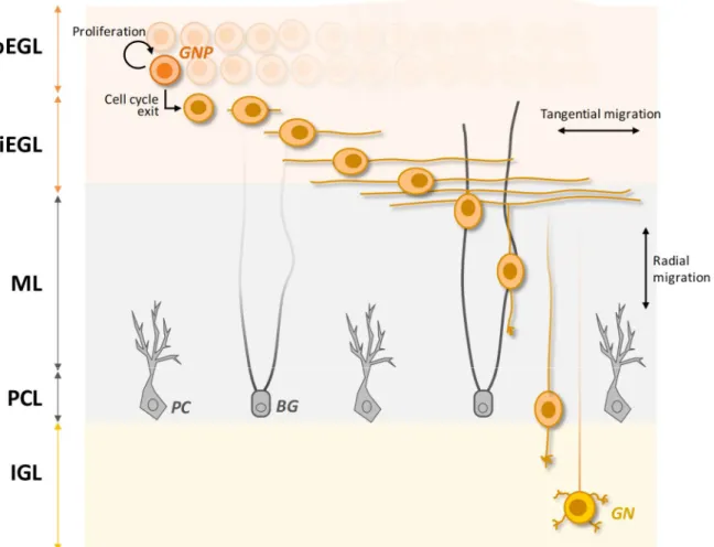 Figure VII. Developmental phases of GNPs in post-natal times. After the last division in the oEGL, GNPs exit the cell cycle  and slide below forming the iEGL
