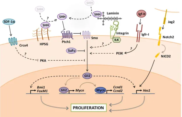 Figure  VIII.  Pro-proliferative  pathways  active  in  GNPs  in  the  EGL.  Gapped  arrows  indicate  (supposed)  indirect  mechanisms, in contrast to continuous arrows which mark direct mechanisms