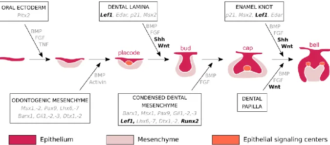 Figure I. 1. Histo-morphological stages and genetic control of tooth development in the mouse