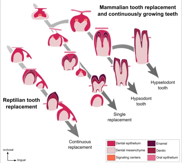 Figure  I.  2.  Tooth  renewal  capacity  varies  among  species.  Reptiles  have  a  continuous  tooth  replacement whereas majority of the mammals have a single tooth replacement and only some of the  mammals have continuously growing teeth