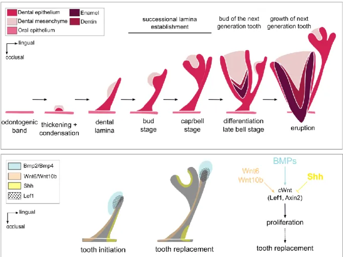 Figure I. 3. Tooth development and continuous dental replacement in Squamates. At the top, the tooth  development  stages in  Squamates  (adapted from  Richman  and  Handrigan,  2011)