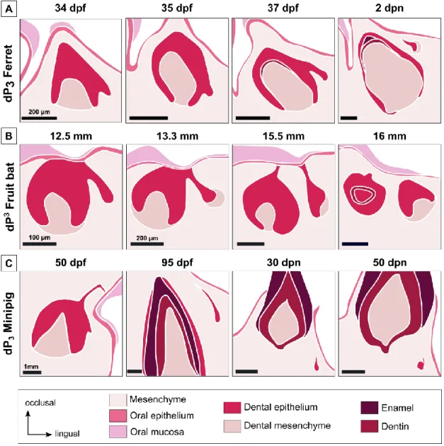 Figure I. 4. Initiation of tooth replacement in the ferret, the fruit bat and the minipig