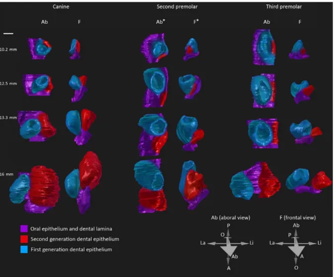 Figure I. 5. 3D-reconstructions of the dental replacement in the fruit bat. 3D-reconstructions of the  canine, the second and the third premolar tooth replacement