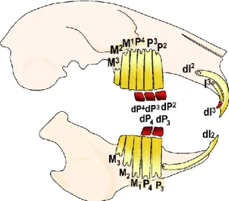 Figure I. 9. Schematic representation of the rabbit skull and its dental formula. In red, the teeth that  are replaced, in yellow the permanent teeth (replacement teeth and deciduous teeth not replaced)