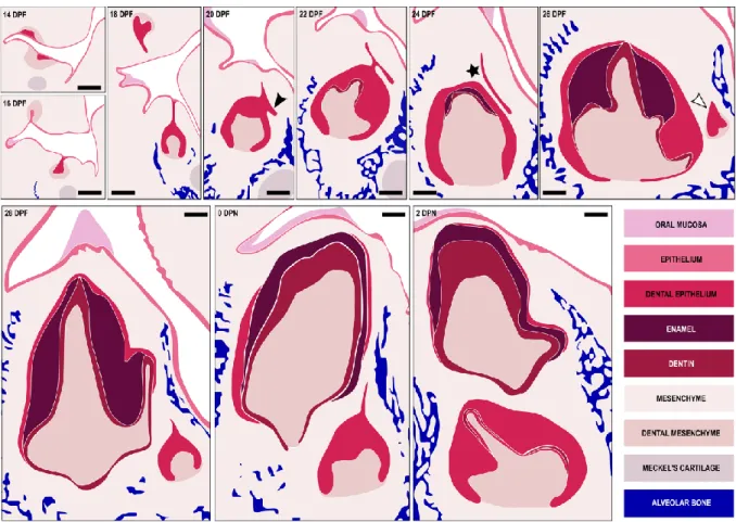 Figure  1.  6.  Summary  of  the  dental  replacement  progression  in  rabbit.  The  black  triangle  shows  the  initiation  of  the  replacement  dental  lamina,  the  black  star  the  separation  of  the  replacement dental lamina and the deciduous to