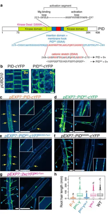 Fig. 6. PM targeting by PID cationic membrane hook is required for function