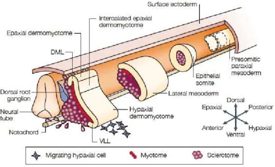 Figure 7: The embryonic origin of limb and trunk skeletal muscle (Parker et al., 2003) 