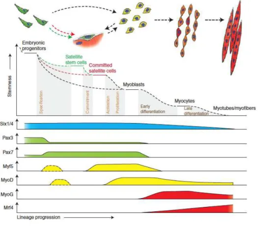 Figure 9: Hierarchy of transcription factors regulating progression through the myogenic lineage (Bentzinger  et al., 2012) 