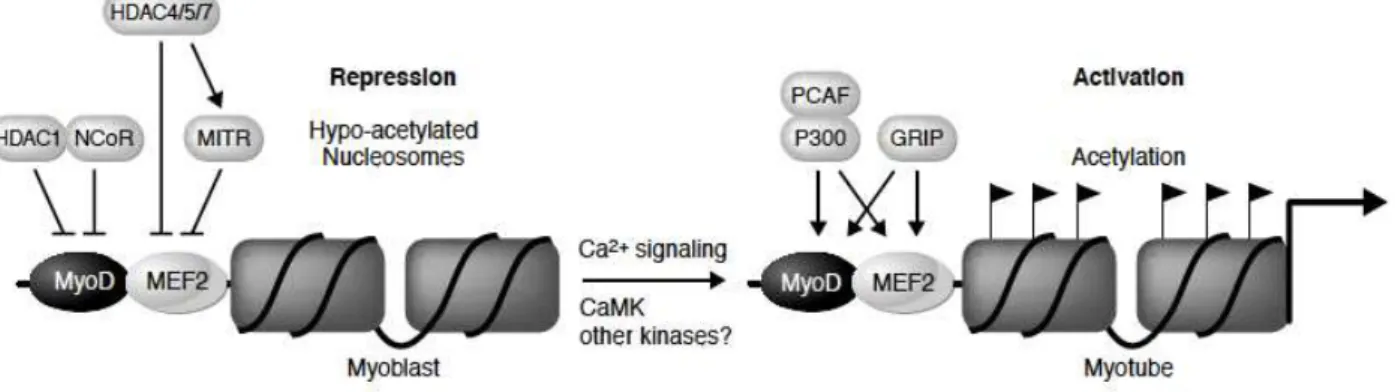 Figure 10: A model for the roles of HATs and HDACs in the control of muscle gene expression (McKinsey et  al., 2001)