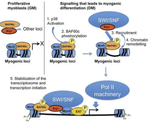 Figure  11:  Cartoon  of  the  stepwise  recruitment  of  SWI/SNF  to  MYOD-target  genes  by  pre-assembled  BAF60c–MYOD complex (Forcales et al., 2012)