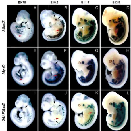 Figure  14:  Representative  whole  mount  embryos  from  E9.75  to  E12.5  comparing  expression  of  lacZ  in  transgenic lines (Chen et al., 2001)