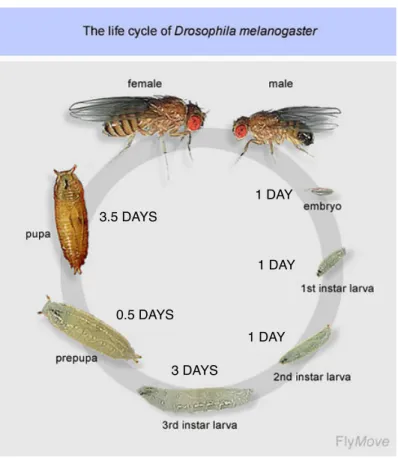 Figure 1. The Drosophila melanogaster life  cycle. 