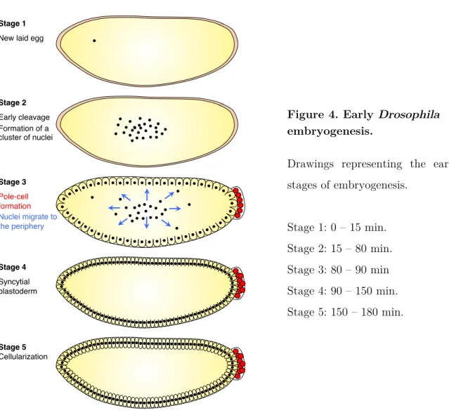 Figure 4. Early Drosophila  embryogenesis. 