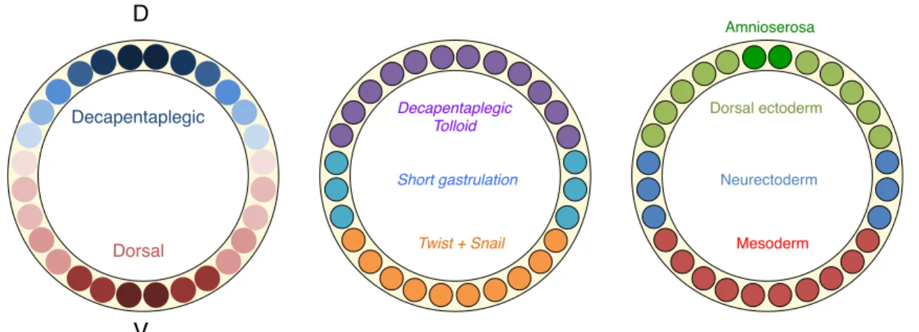 Figure 6. Dorso-ventral axis specification. 
