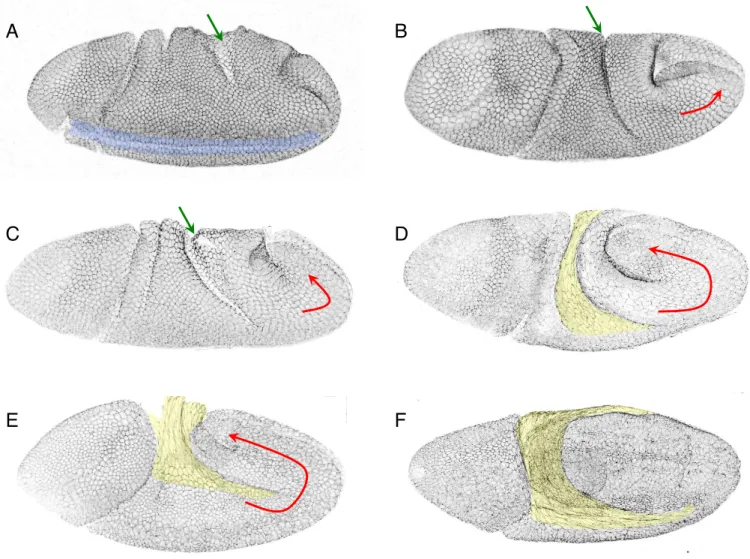 Figure 9. Drosophila embryos during germ-band extension. 