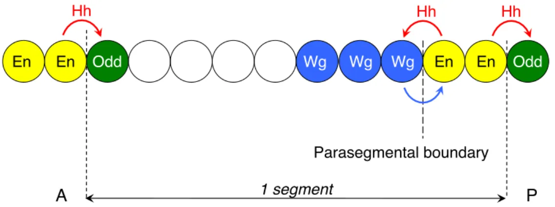 Figure 11. Drosophila segment organization. 