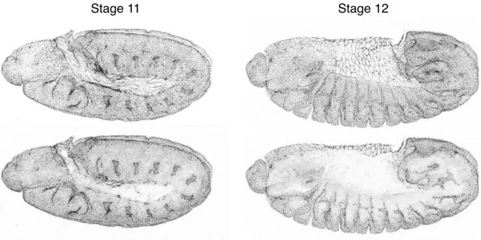 Figure 12. Stage 11 and 12 Drosophila embryos.  