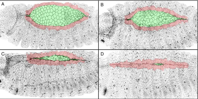 Figure 15. Drosophila dorsal closure. 