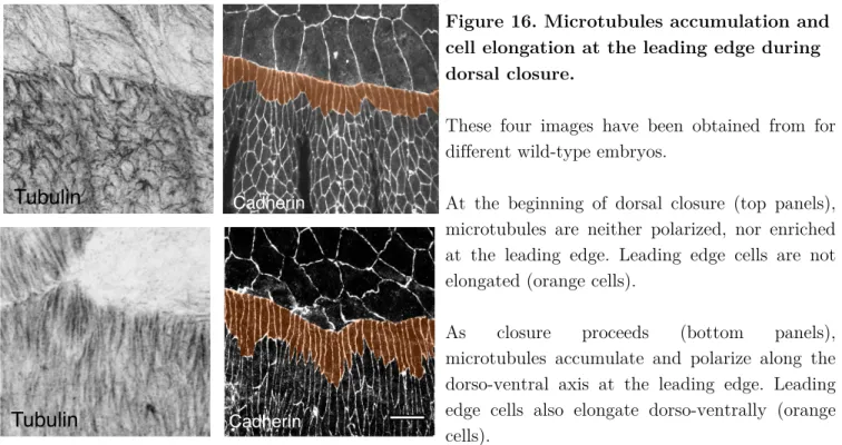 Figure 16. Microtubules accumulation and  cell elongation at the leading edge during  dorsal closure
