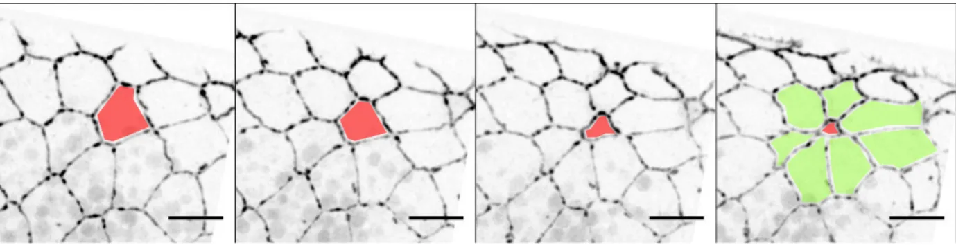Figure 19. Amnioserosa cell delamination. 