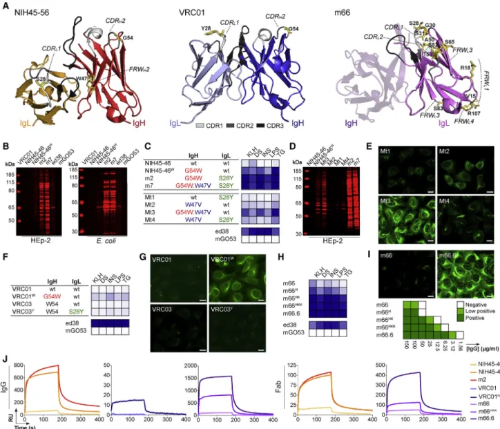 Figure 2. Poly- and Self-Reactivity of bNAb Variants