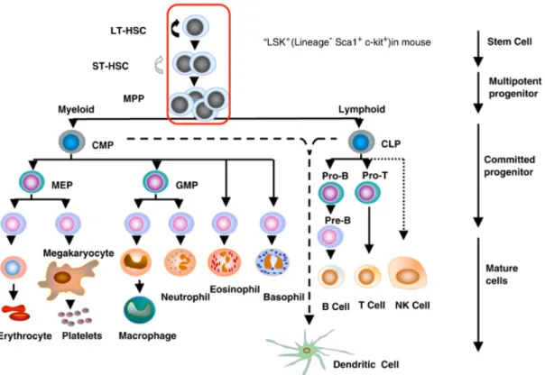 Figure 1: The hierarchy of hematopoietic cells.   