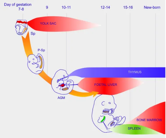 Figure 3: Schematic representation of the successive hematopoietic sites during mouse  ontogeny