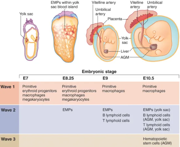 Figure 5: Different hematopoietic waves during ontogeny.   