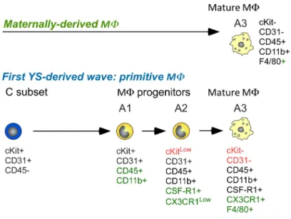 Figure 7: Developmental stages followed by the 3 distinct MΦ waves, characterized by  their phenotype, origin, differentiation potential, and lineage relationship