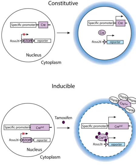 Figure  9:  A  Schema  of  the  constitutive  and  inducible  conditional  gene  targeting  approaches