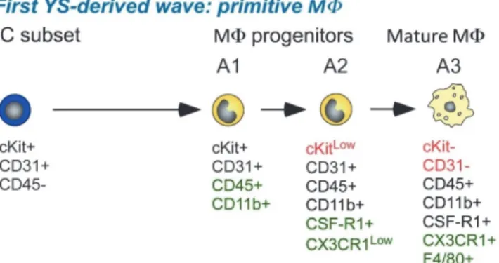 Figure 7: Two distinct M waves generated from YS progenitors. 