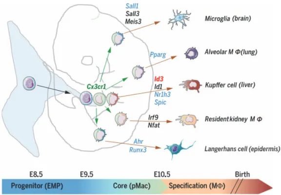 Figure 9: Tissue resident M specification. 