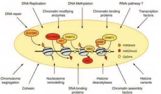 Figure 4.  Complex network of factors controlling chromatin state  