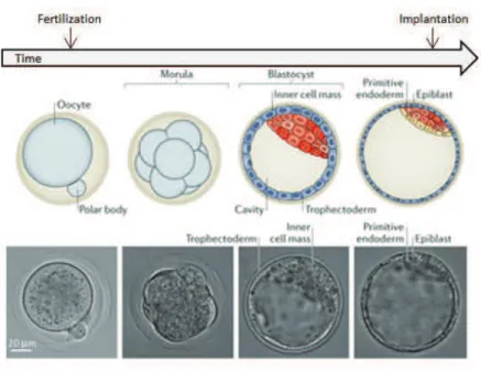 Figure 5. Preimplantation development in mouse: from fertilization to implantation  
