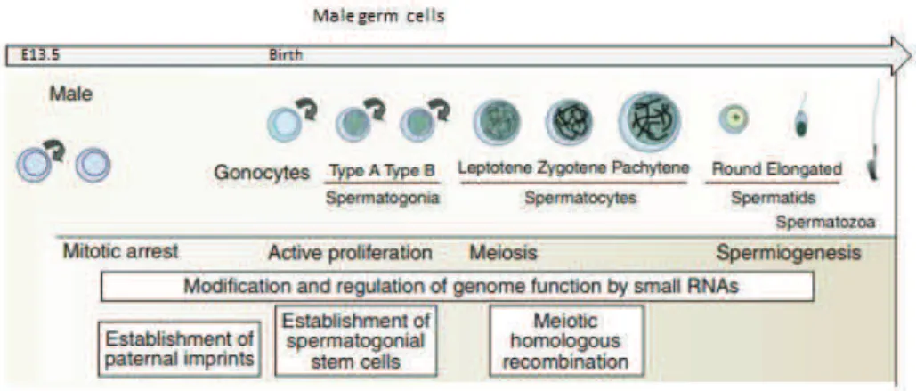 Figure 7. A schematic representation of male germ cell formation in mice  
